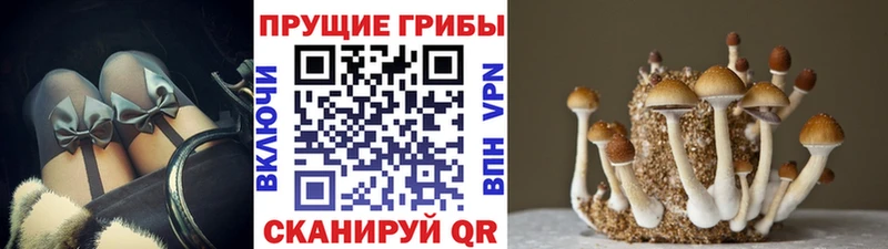 Галлюциногенные грибы Psilocybe  магазин    Лахденпохья 